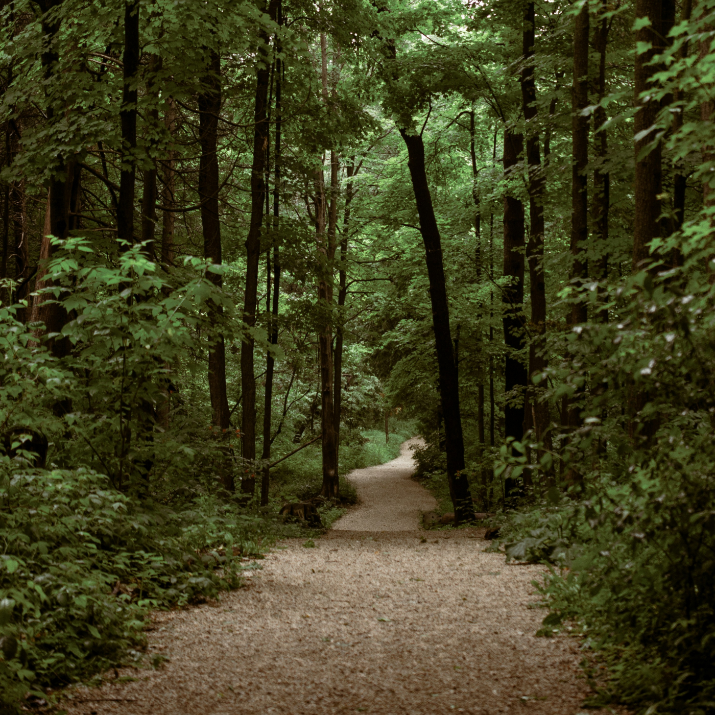 A path through the woods