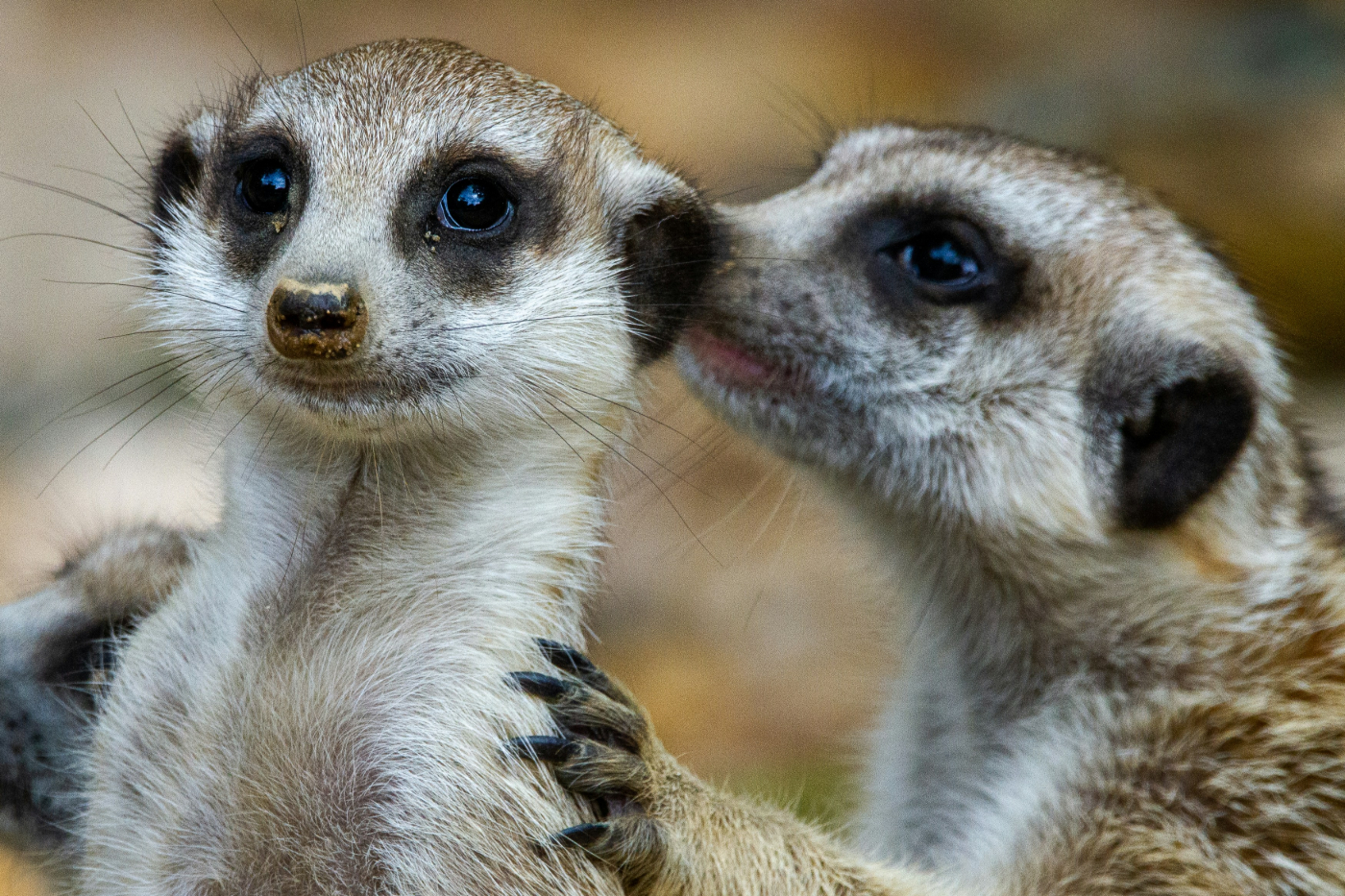 A pair of meerkats, looking like one is whispering into the other's ear