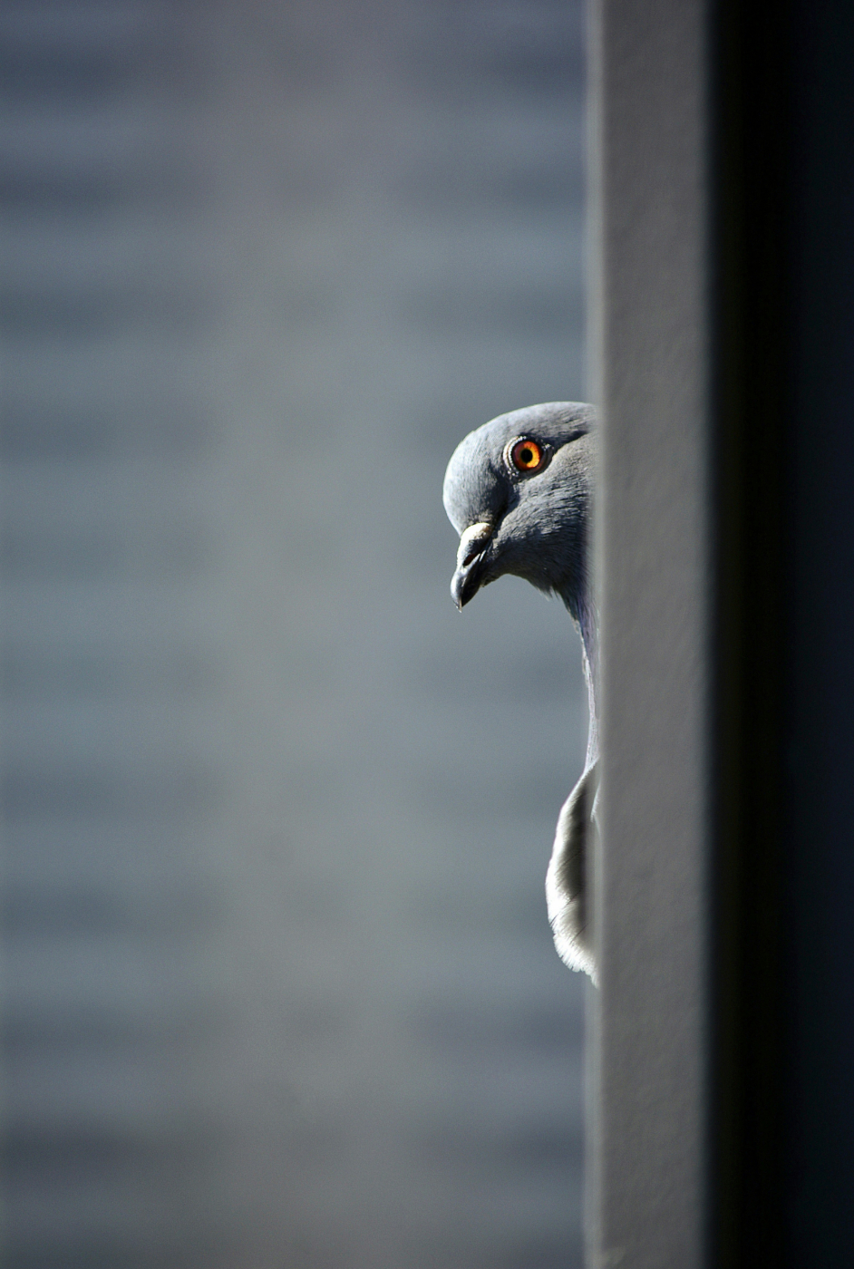 A pigeon peaking around the corner of a window
