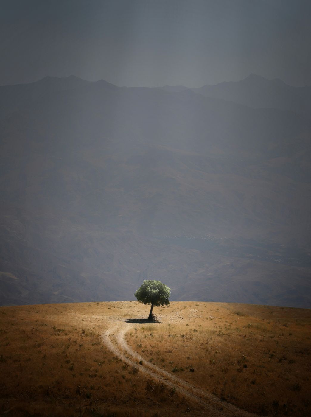 A single tree in a vast landscape
