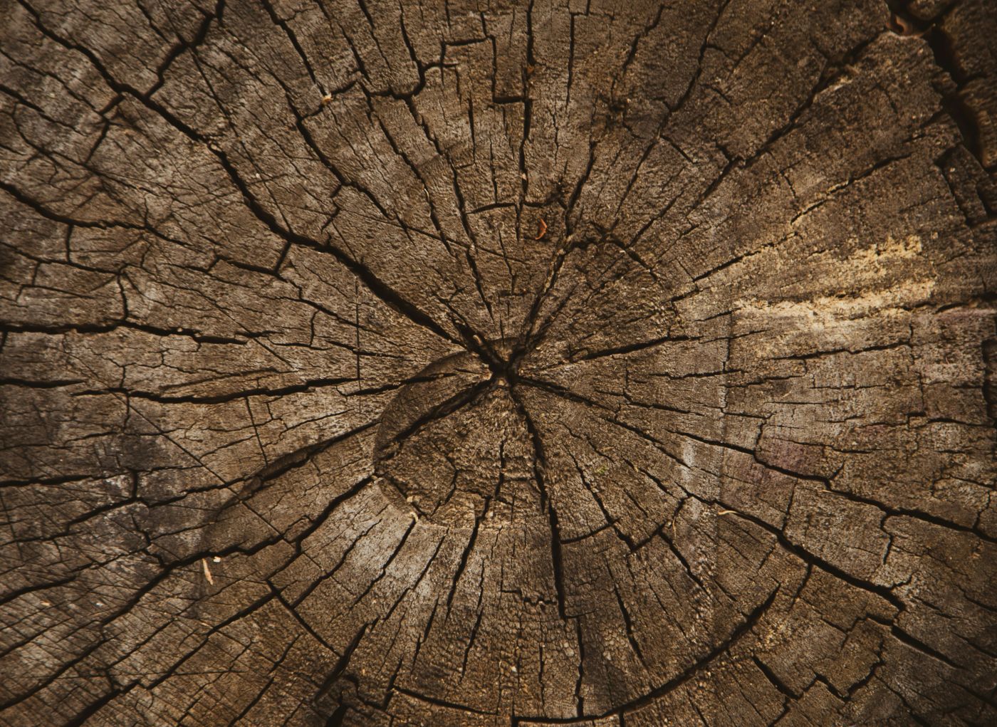 Macro photography of a tree stump
