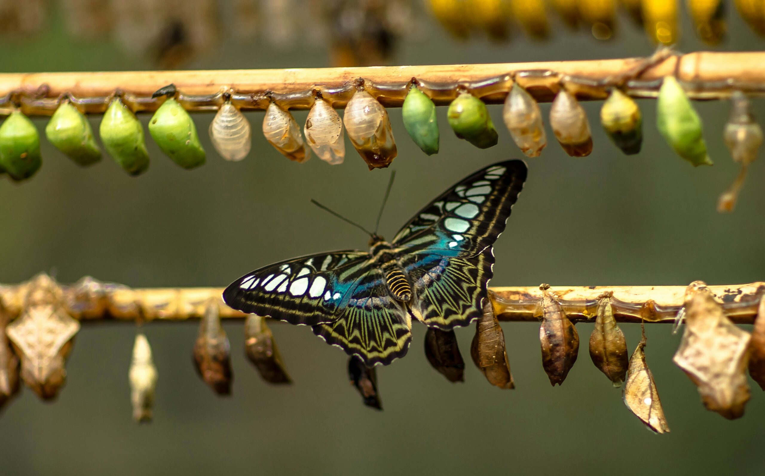 A butterfly free form it's cocoon.