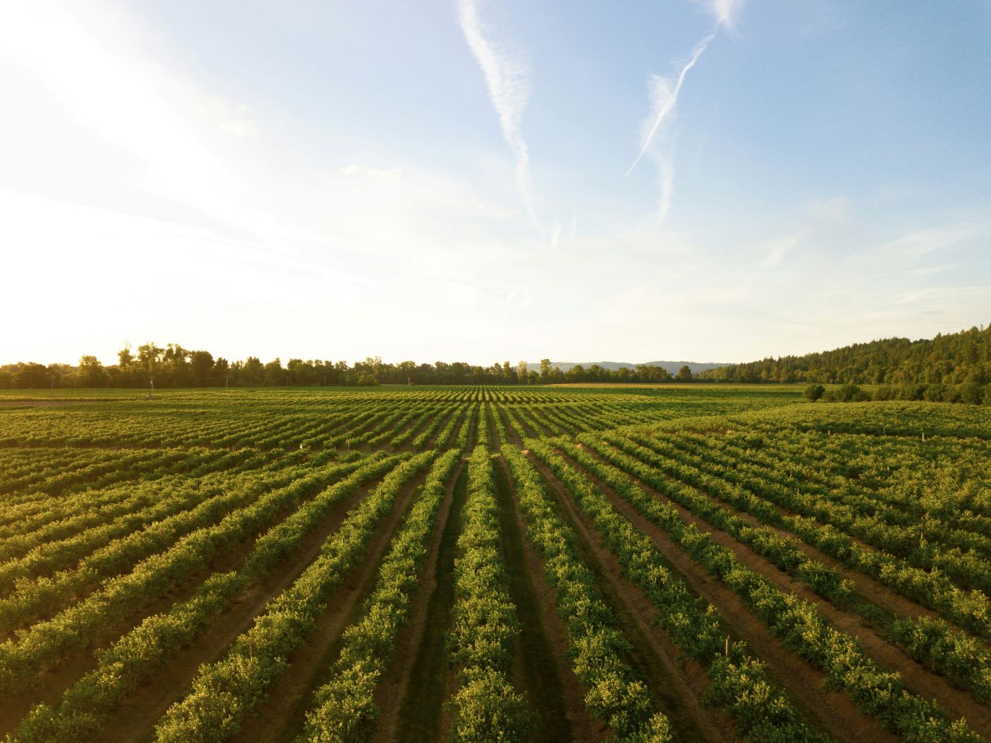 Neat rows of crops in a vast farm field