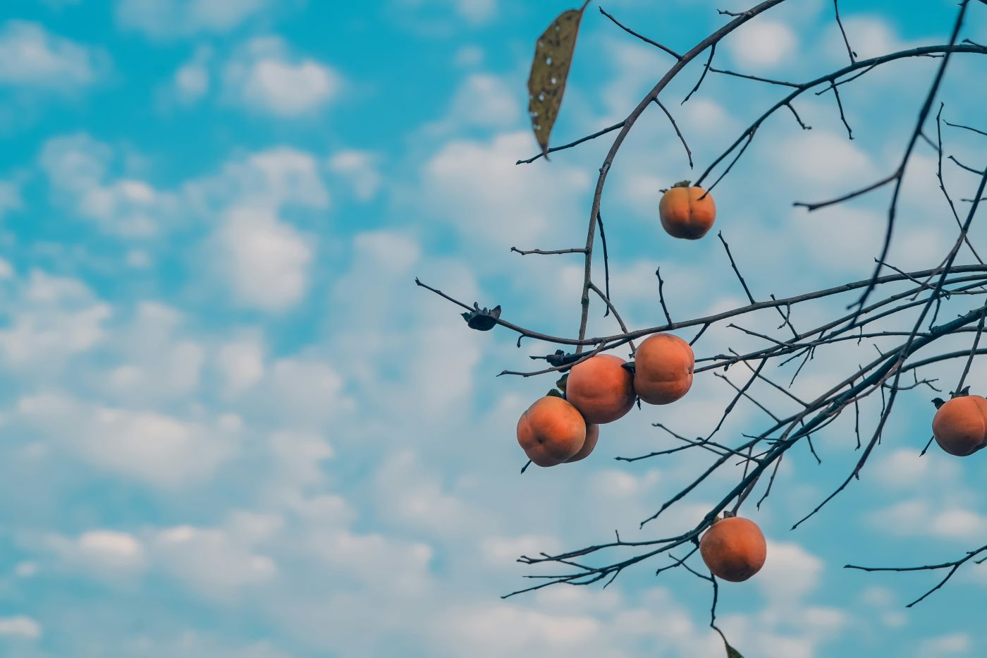 Peaches on a tree against a blue sky