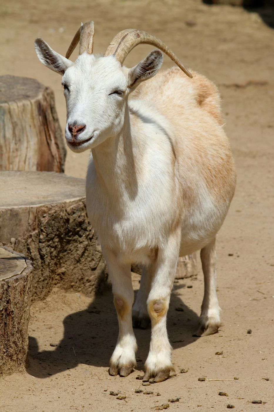 A goat