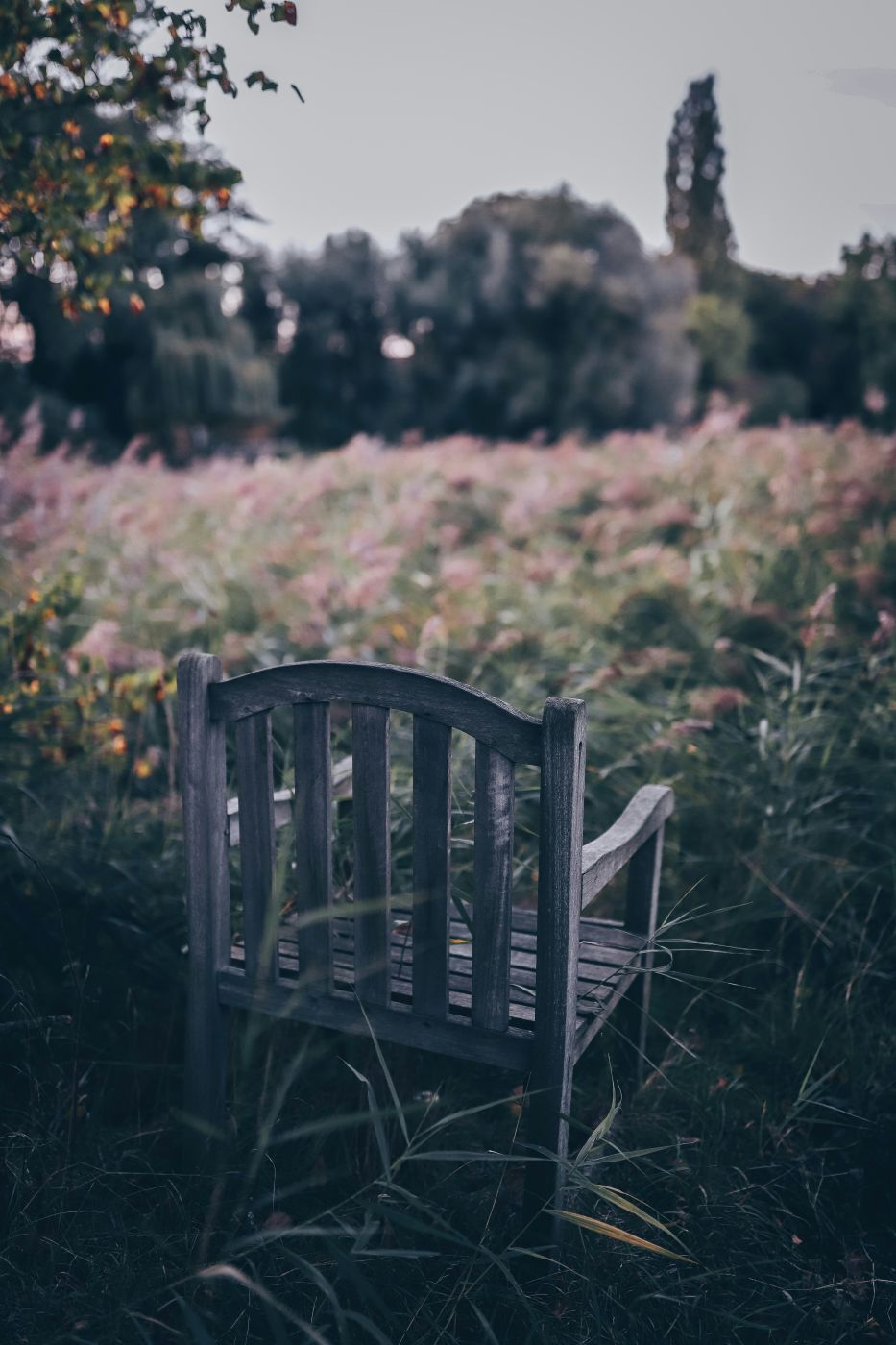 A wooden chair sitting at the edge of a meadow