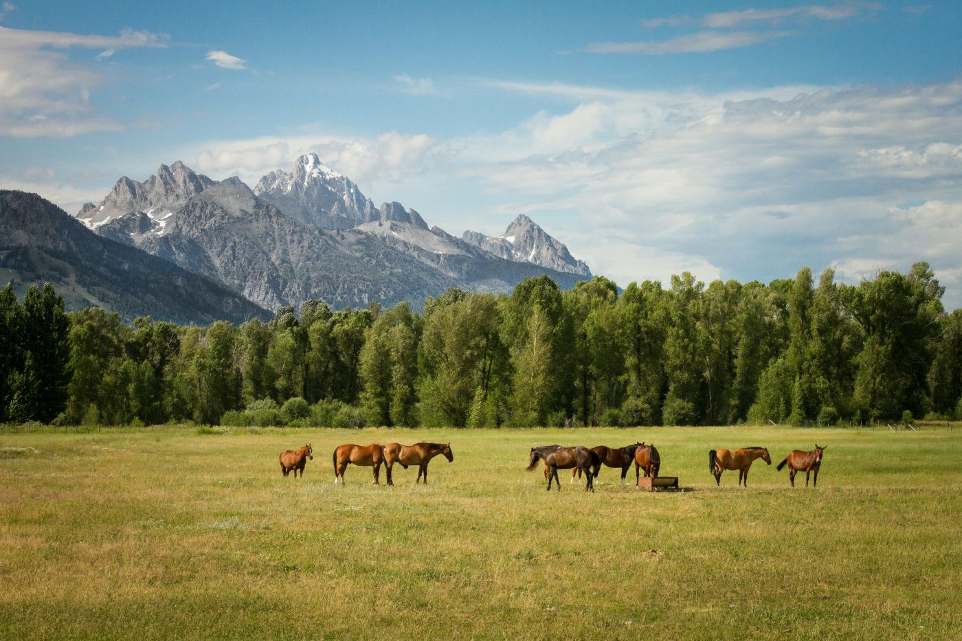 Several horses in an open field