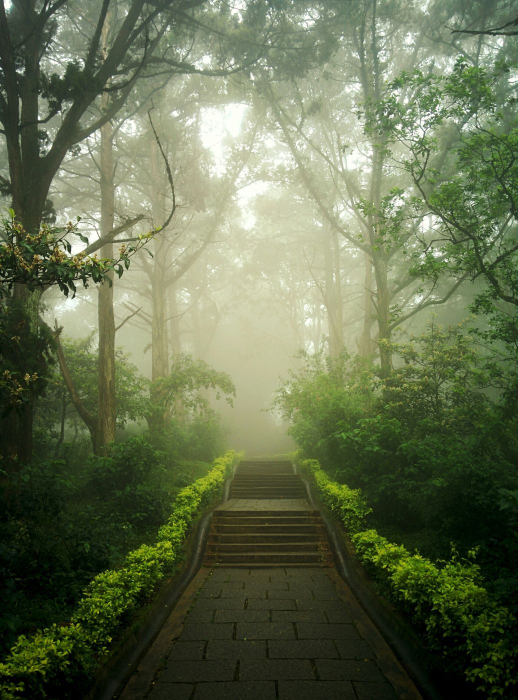 A misty garden path