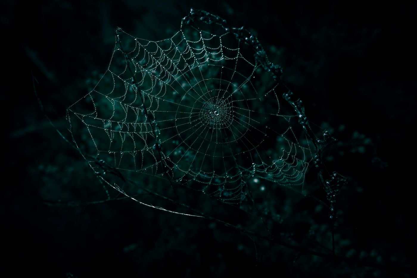 A dew covered spider's web