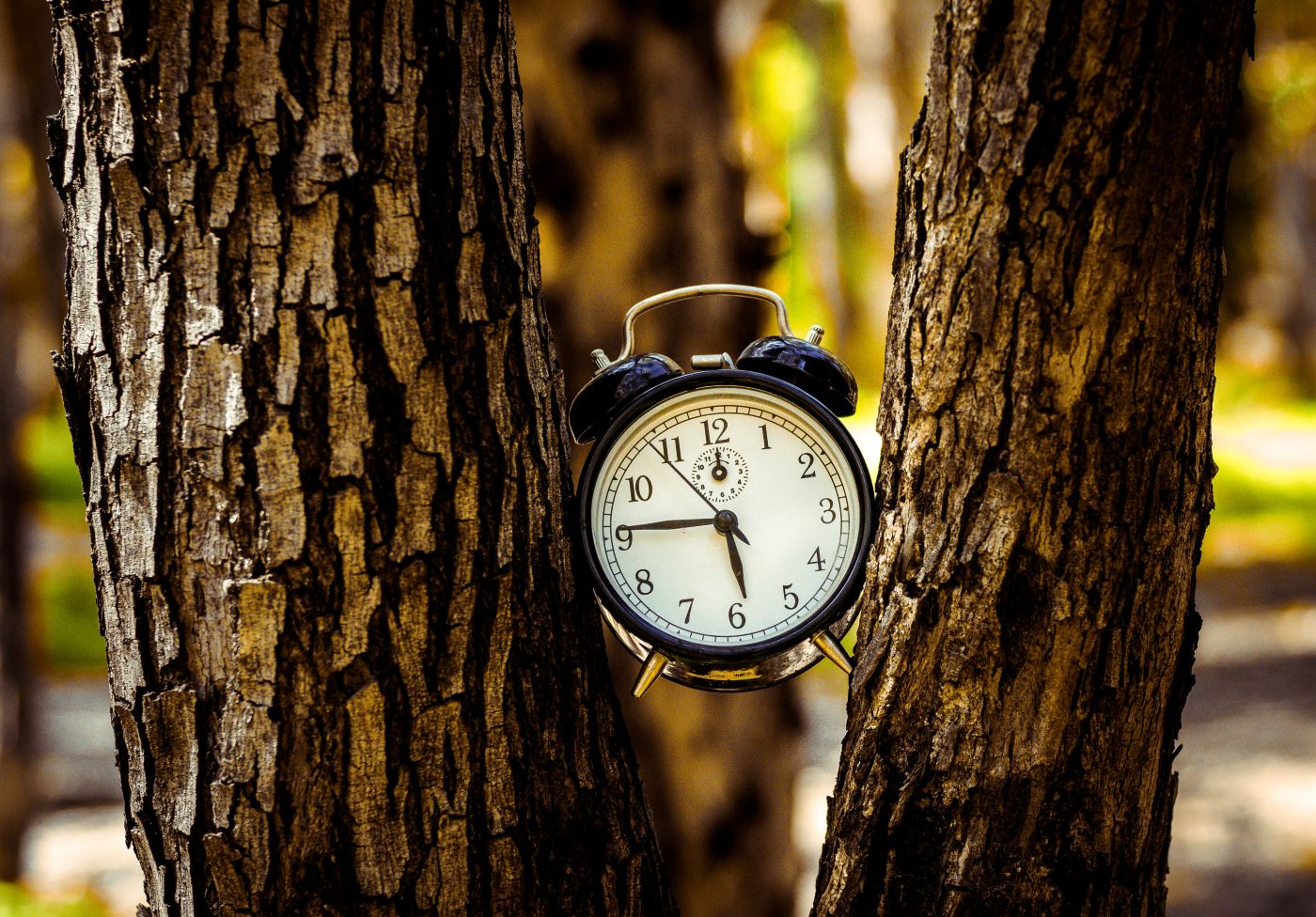 A black alarm clock stuck between two trees