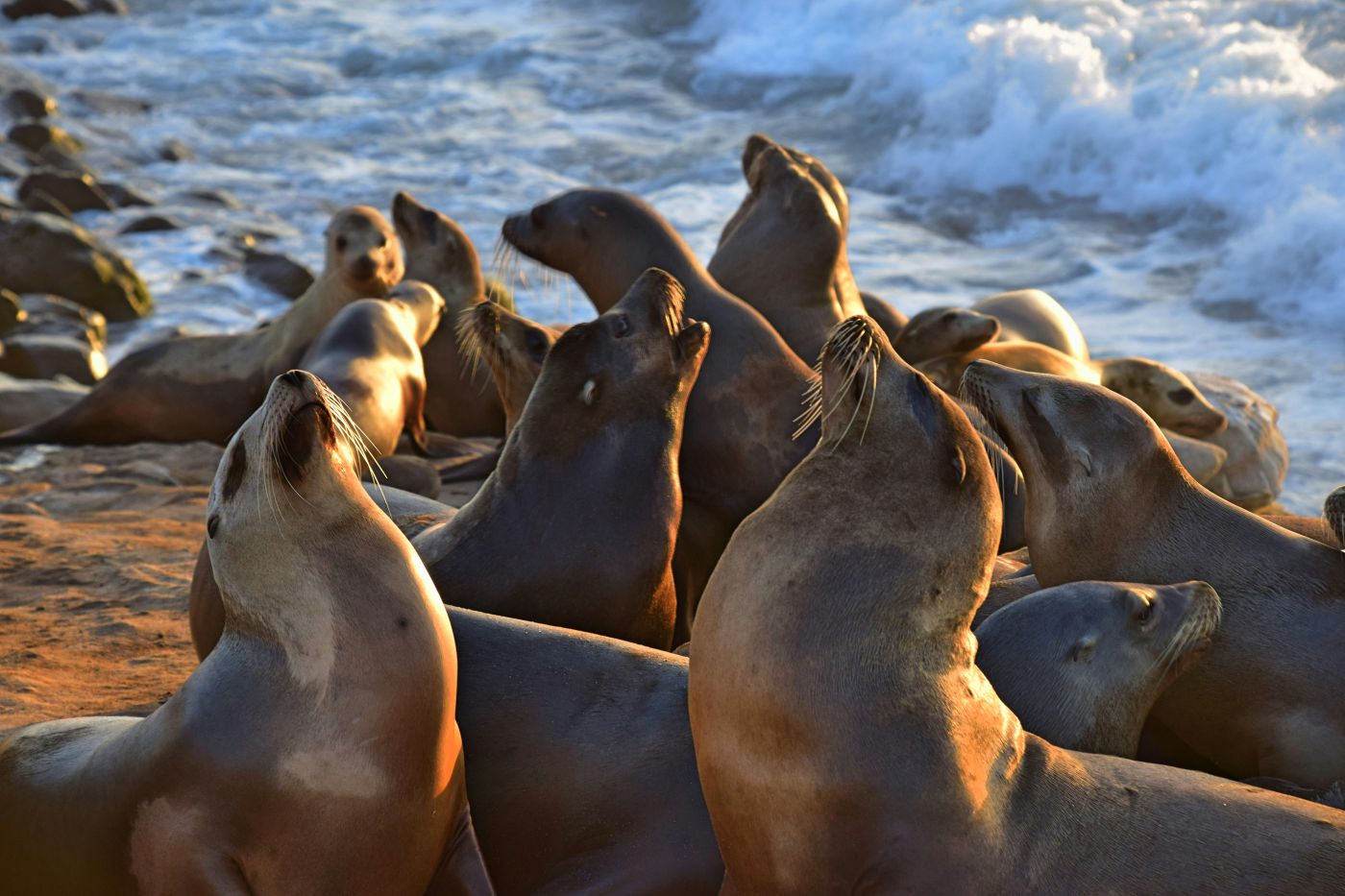 Several seas lions