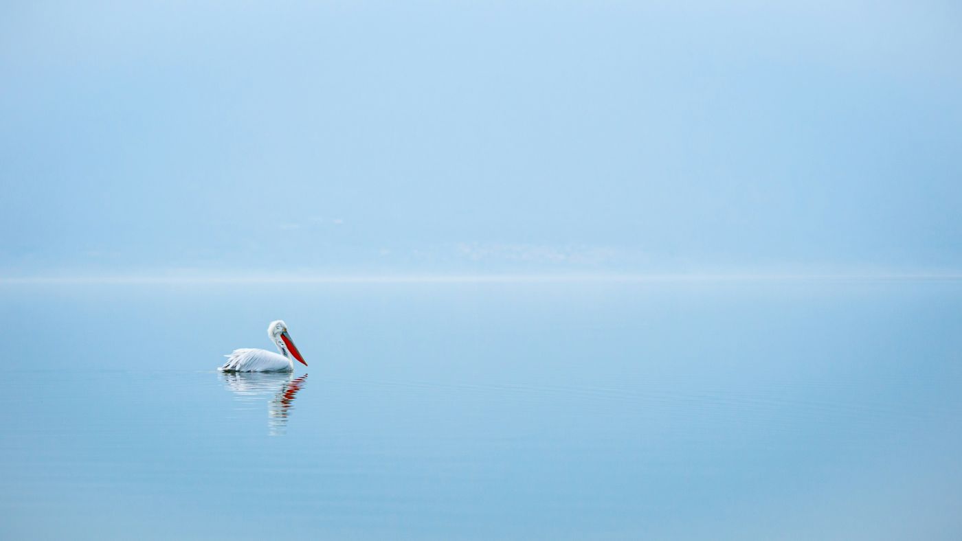 a lobe pelican on a clear blue water