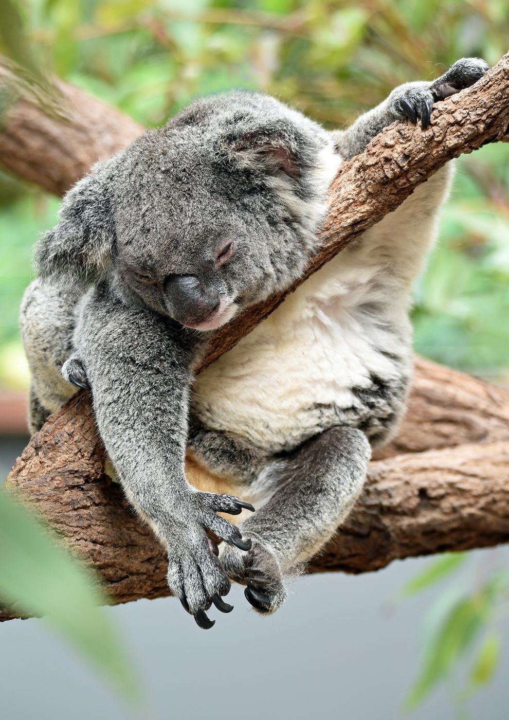 Koala asleep in a tree