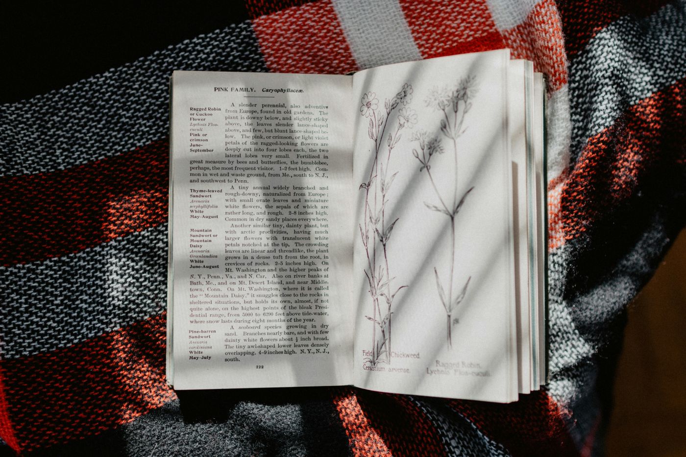 A field guide resting on a black, white and red blanket