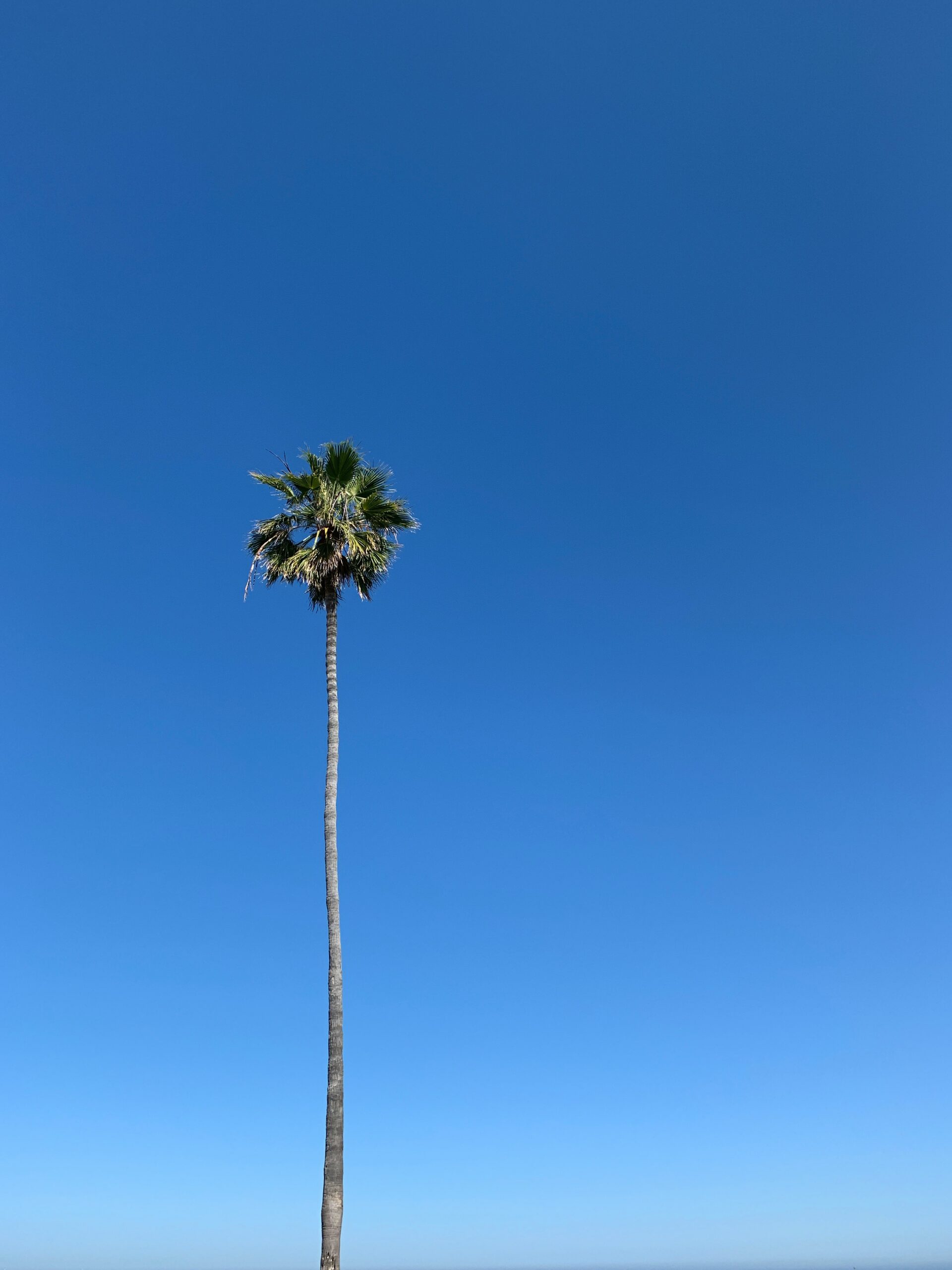 A lone tall palm tree against a blue sky