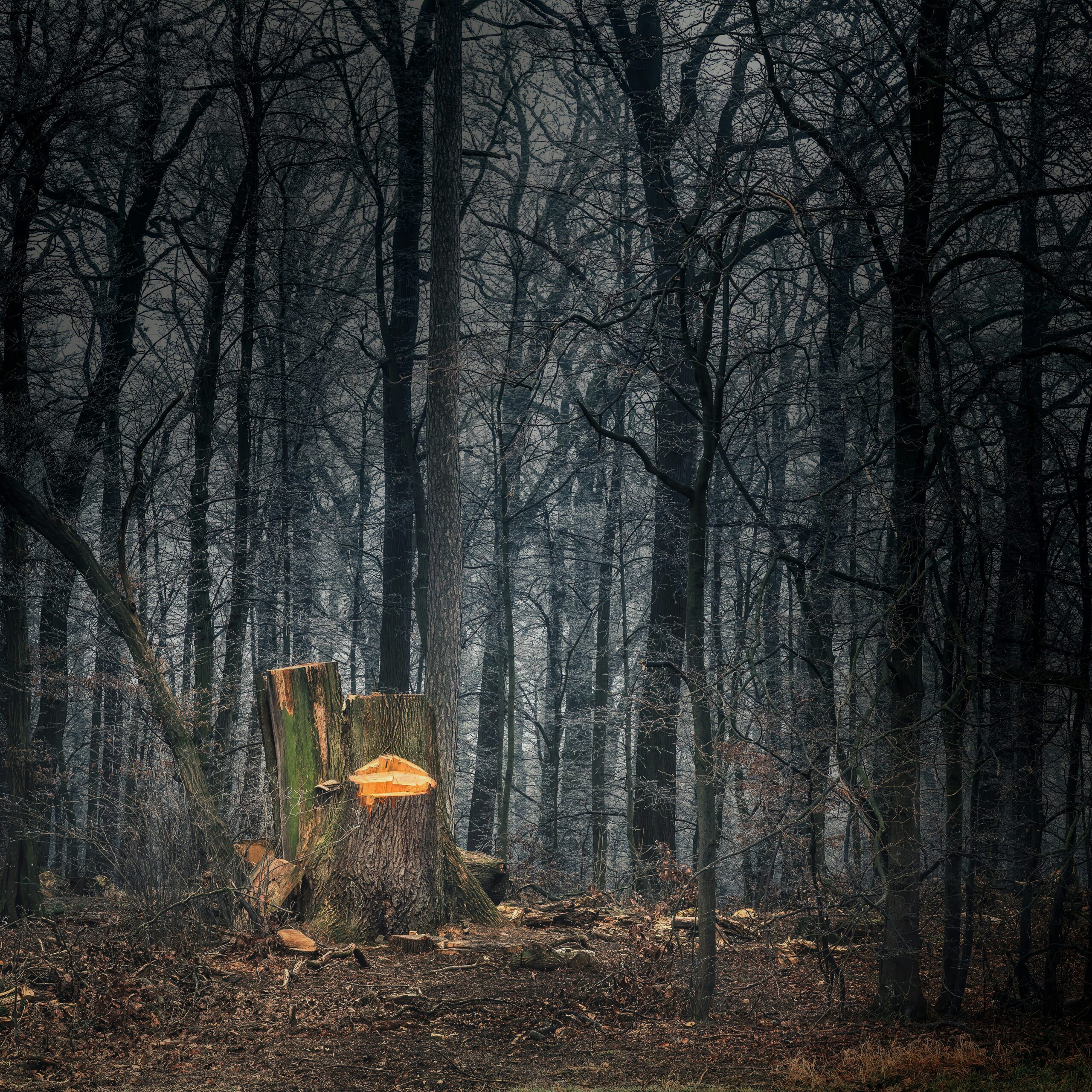 A clearing in a forest with a chopped down tree stump