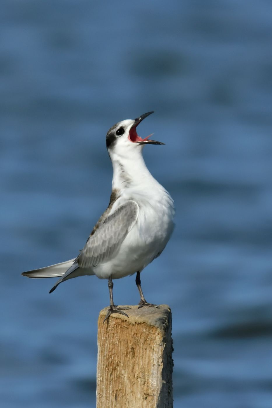 A seagull, mouth wide open as if complaining