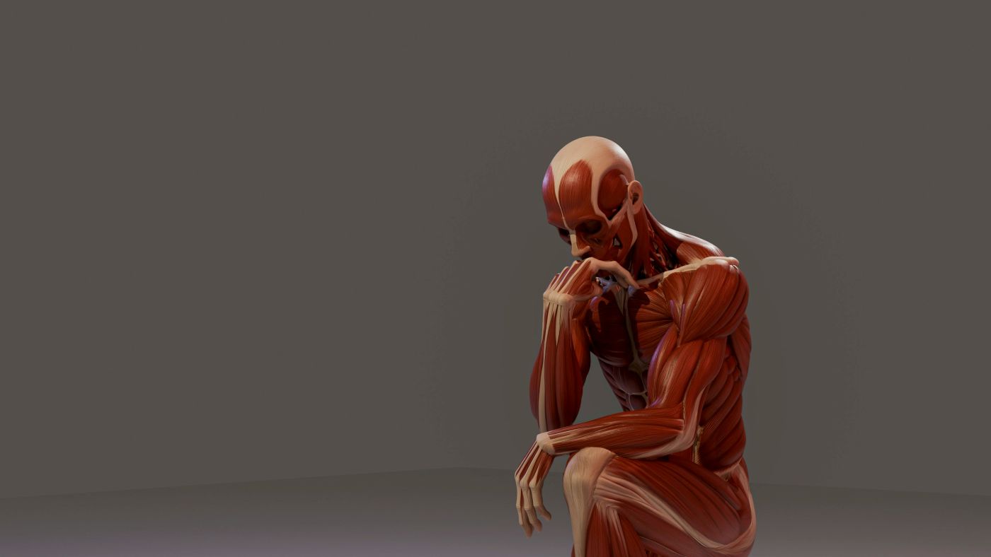 The human muscular system is exposed in a model sitting in The Thinker pose