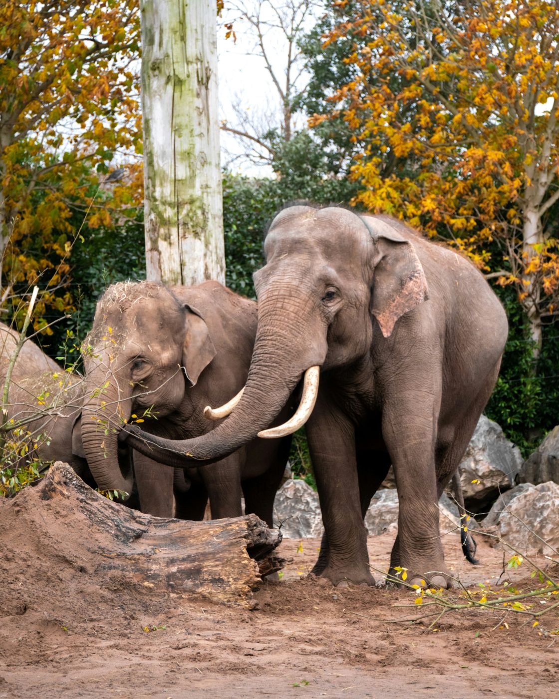 A pair of elephants