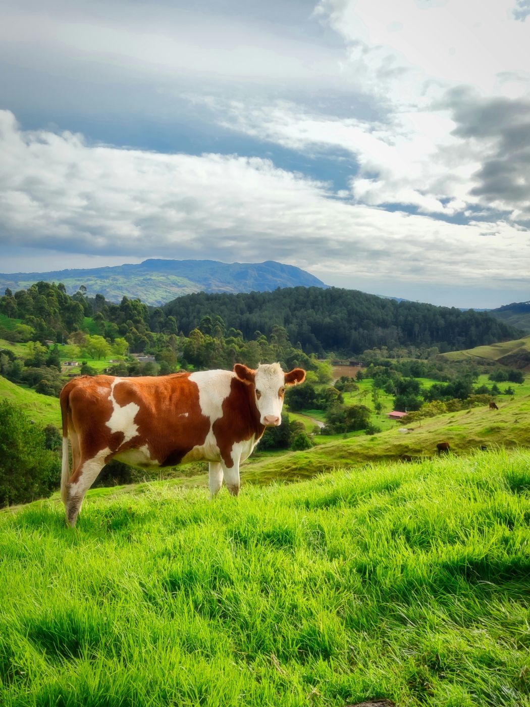 a cow in a green pasture with mountains in the back