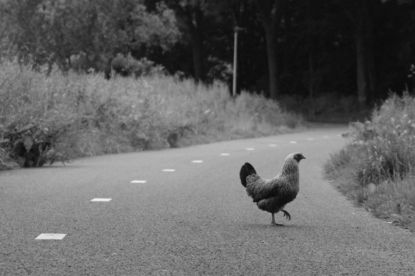 A chicken crossing the road