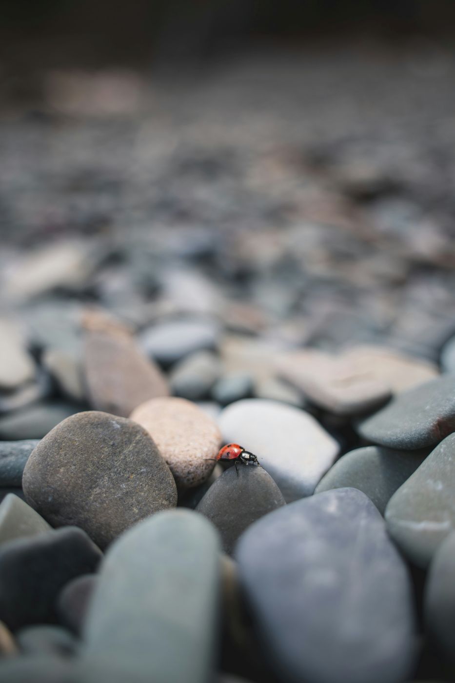 A lady bug on a stone