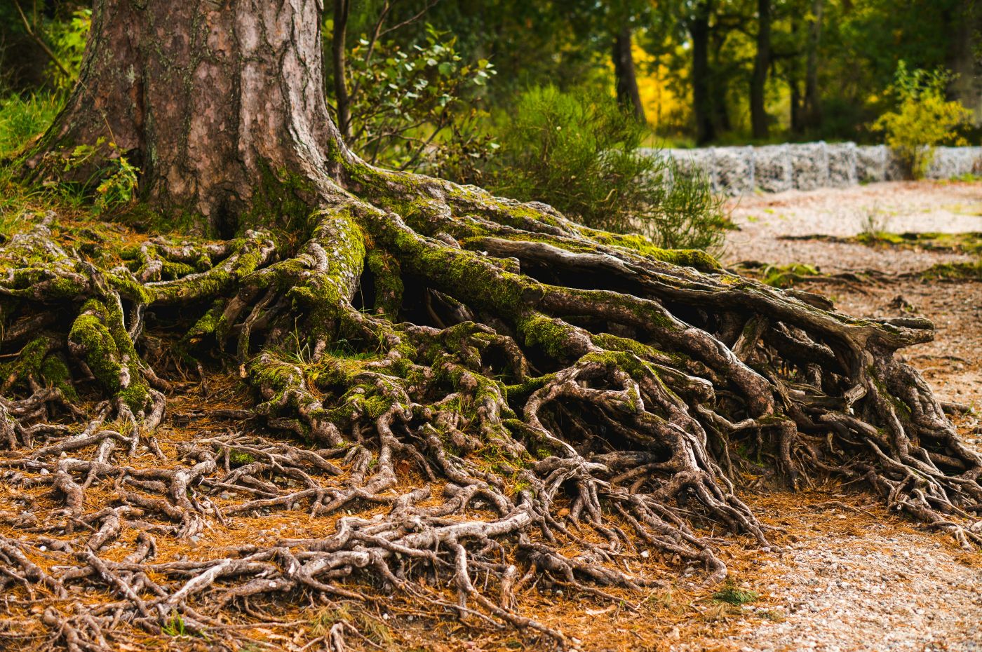 exposed roots system of a giant tree