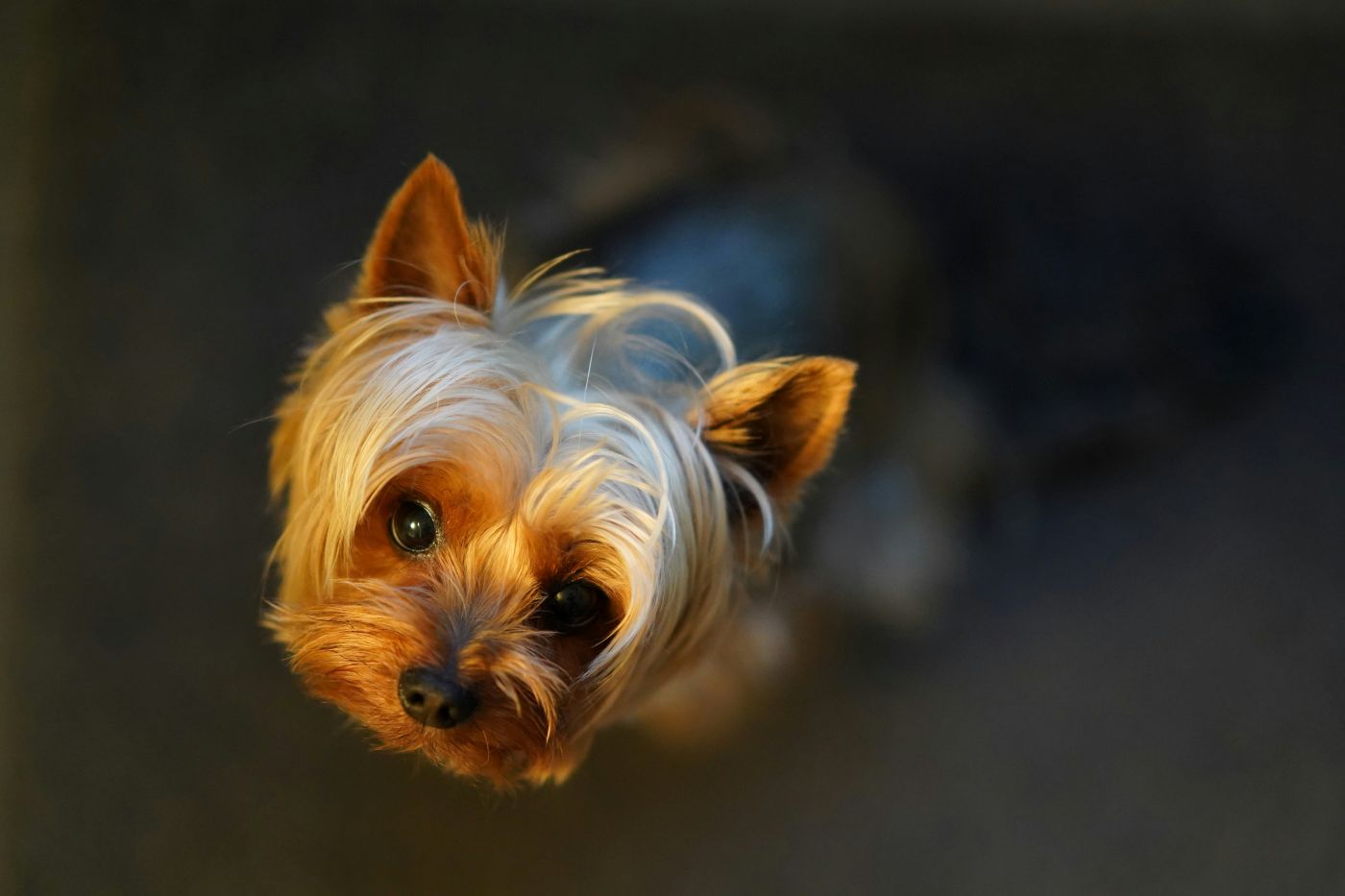 A Yorkie looking up at his owner