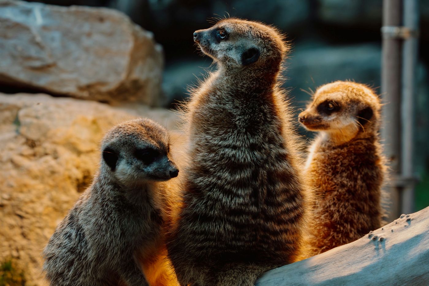 3 meerkats all looking in different directions